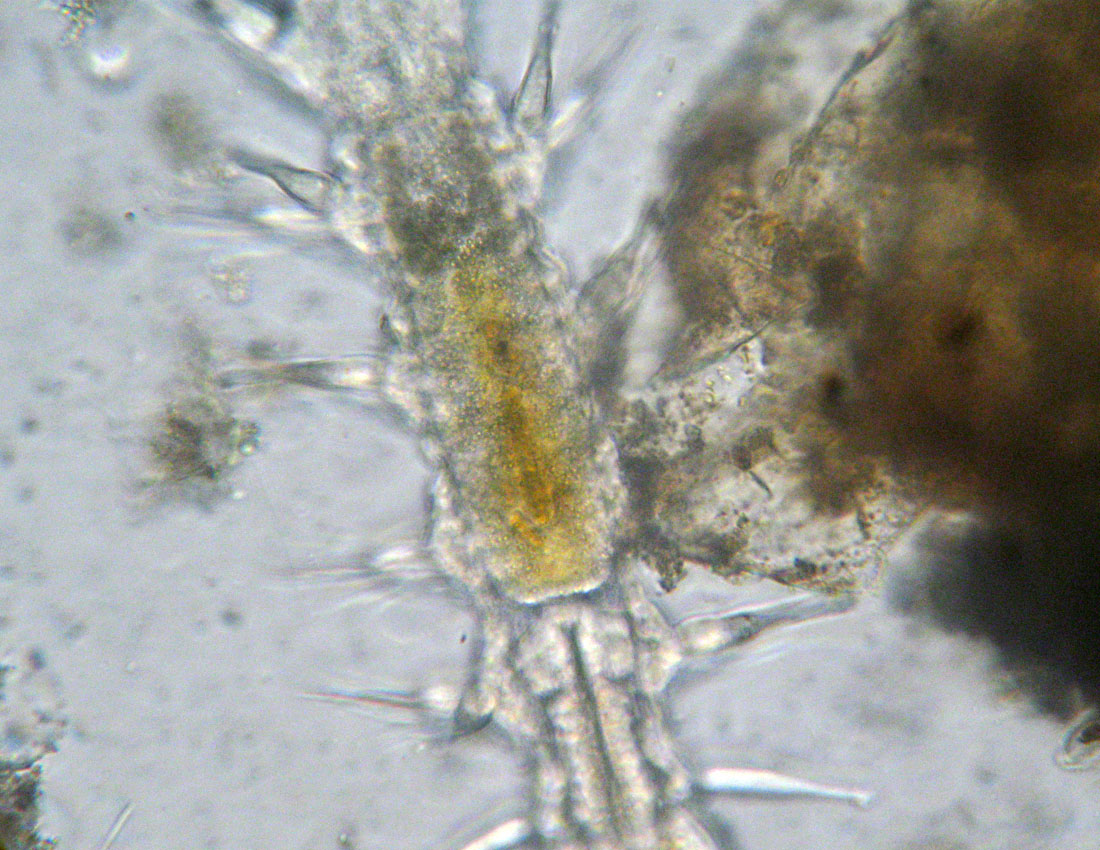 Anellidi policheti quasi microscopici